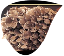 What is Maitake?